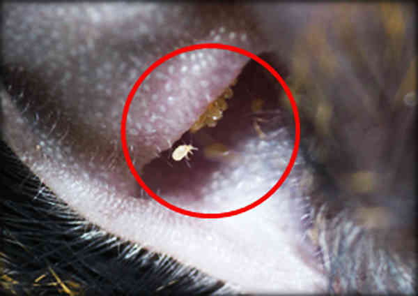 Orelha de um roedor parasitado por trombiculídeo | Imagem cedida por pesquisador
