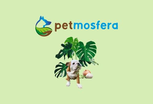 Petmosfera – V3 (Site)(1)