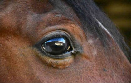 olho cavalo