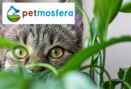 petmosfera