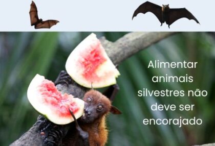 Professor Paulo Brandão fala sobre alimentar animais silvestres, em especial, morcegos (500 x 340 px)